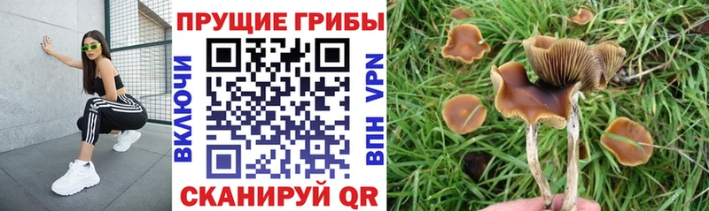 маркетплейс как зайти  Морозовск  Галлюциногенные грибы Psilocybe 